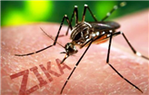 关于寨卡病毒（ZIKA），这几点你要知道