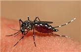 【警惕】全城灭蚊，别让蚊子传播“登革热”，否则患了这种病你还蒙在鼓里